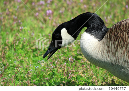 鵝的配置文件 鵝的配置文件 10449757