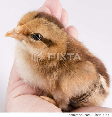 Cute little chicken in the hand isolated on white 10449943