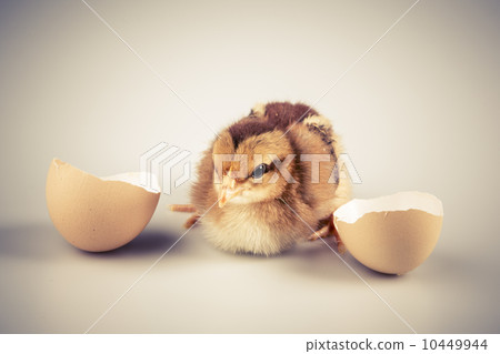 Cute little chicken coming out of a white egg isolated on white Cute little chicken coming out of a white egg isolated on white 10449944