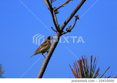 Shima Aoshi的男性 10450000