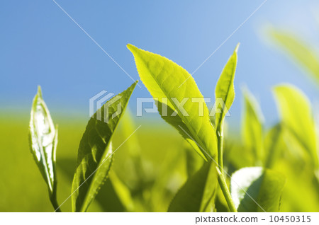 Tea leaves. 10450315