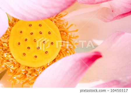 Close up of pink lotus seed pod Close up of pink lotus seed pod 10450317