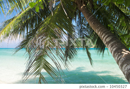 Tropical scene. Tropical scene. 10450327