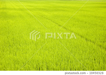 green paddy field (early stage) green paddy field (early stage) 10450328