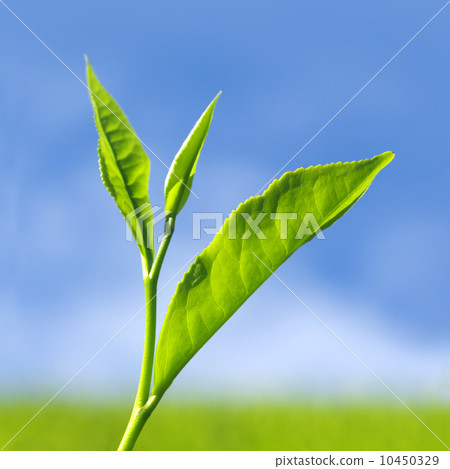 Tea leaves. Tea leaves. 10450329