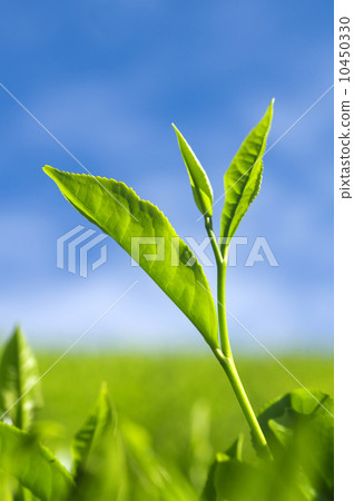 Tea leaves Tea leaves 10450330