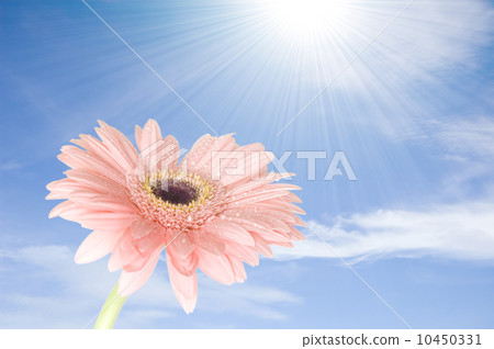 pink gerber flower against blue sky pink gerber flower against blue sky 10450331