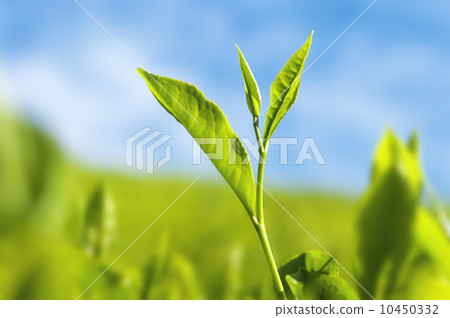 Tea leaves. Tea leaves. 10450332