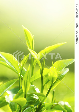 Tea Leaf 10450334