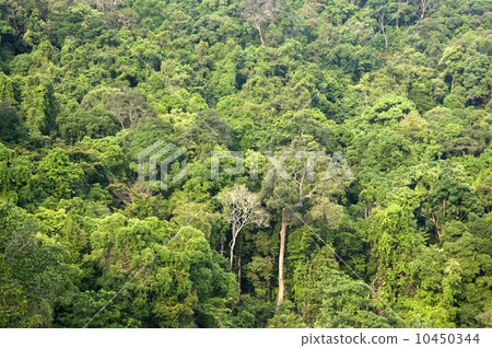 Tropical forest. 10450344