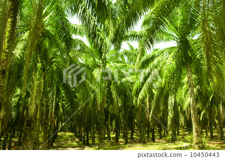 Palm Oil Plantation 10450443