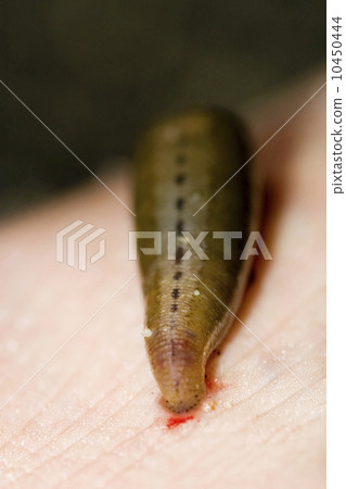 blood sucker - leech 10450444