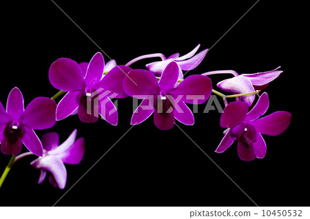 Purple orchid 10450532