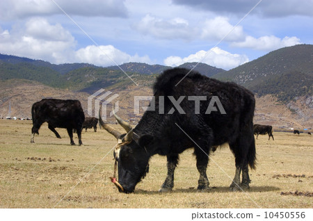 Grazing yaks Grazing yaks 10450556
