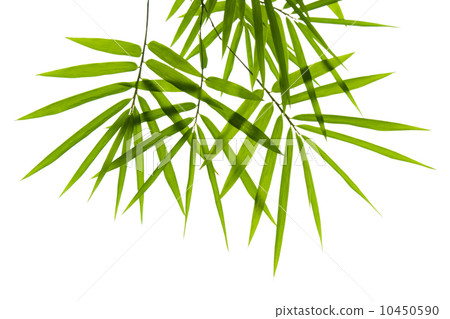 Bamboo leaves Bamboo leaves 10450590