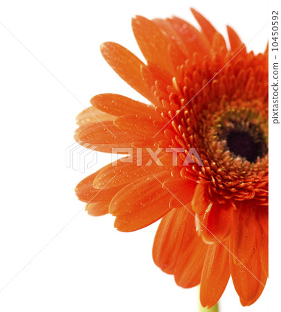 gerber daisy gerber daisy 10450592