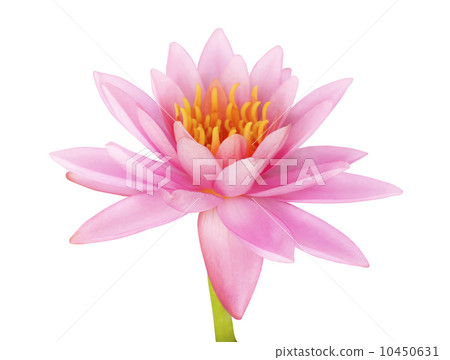 Pink lotus Pink lotus 10450631