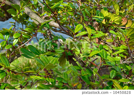 樹·Hamahisakaki Camellia sativa 10450828