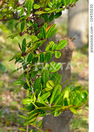 Tree · Hamahisakaki Camellia sativa 10450830