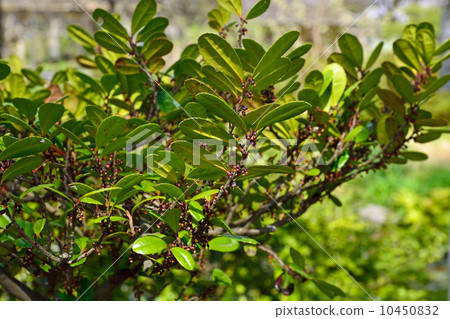 樹·Hamahisakaki Camellia sativa 10450832