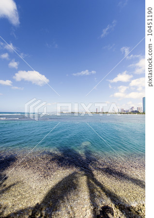 阿拉莫阿納公園和棕櫚樹剪影-2 10451190