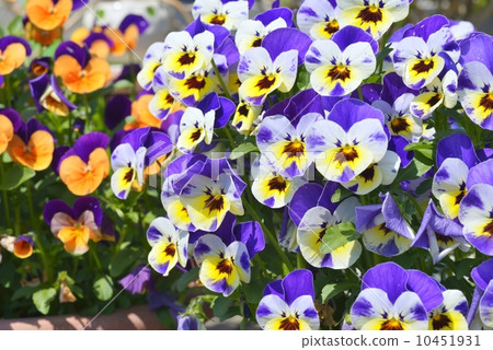 Pansy Pansy 10451931