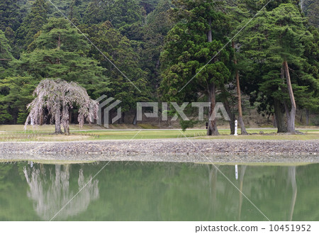 淨土花園櫻花Koshienji的一顆珍珠 10451952