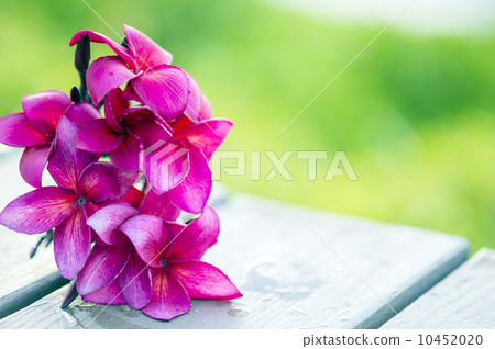 Red plumeria on table Red plumeria on table 10452020