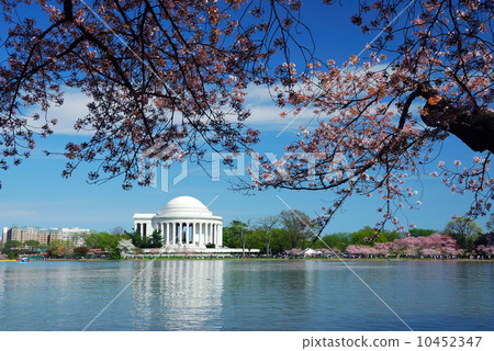 Washington DC cherry blossom 10452347