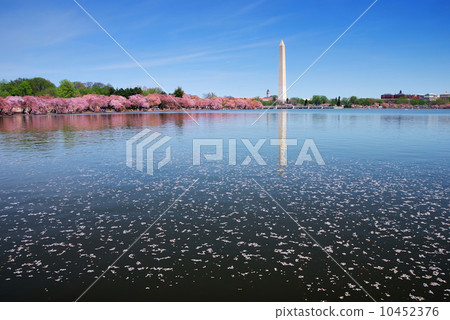 cherry blossom by lake, Washington DC 10452376