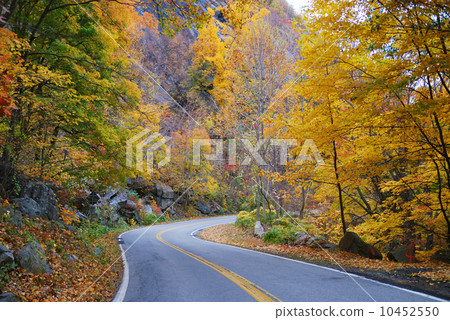 Autumn woods foliage with road Autumn woods foliage with road 10452550