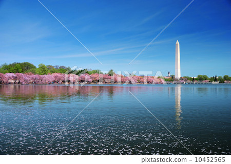 Washington DC cherry blossom 10452565