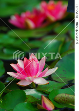 Water lily 10453012