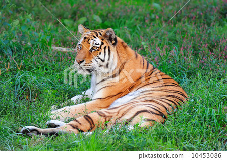 Chicago zoo 10453086