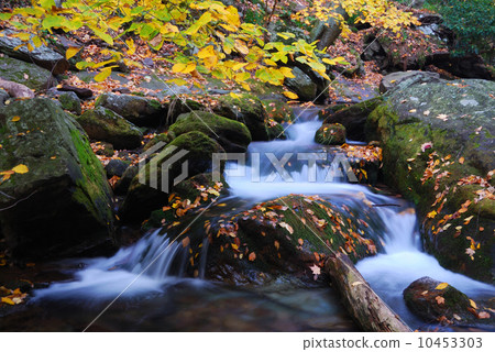 Autumn forest creek closeup 10453303