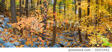 Autumn forest foliage Autumn forest foliage 10453442