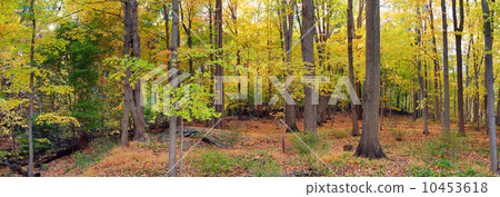 Bear Mountain forest panorama 10453618