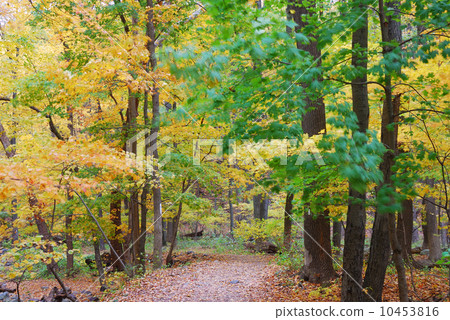 Autumn trail 10453816