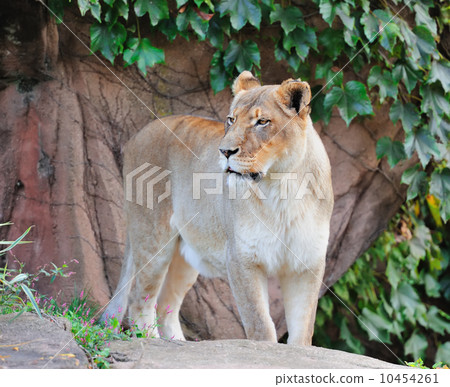Chicago zoo Chicago zoo 10454261