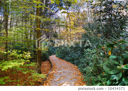 Autumn hiking trail Autumn hiking trail 10454371