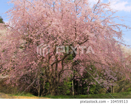 在櫻花公園櫻花盛開的櫻花 在櫻花公園櫻花盛開的櫻花 10459513