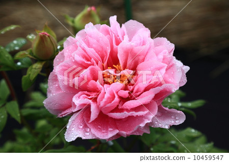 Peony -2014.4-3 Peony -2014.4-3 10459547