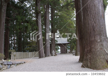 Big cedar and Yayama temple gates 10459602