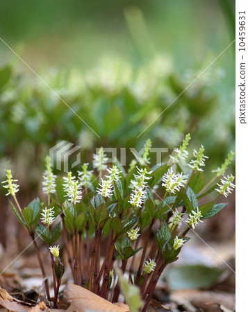 山野草悄然綻放：Hitoshizuka（單身） 10459631