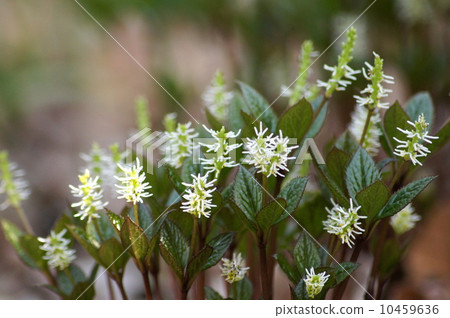 Mountain wild grass quietly blooming: Hitoshizuka (single person) 10459636