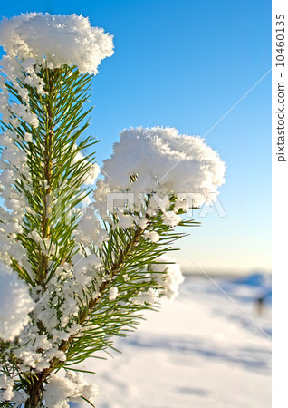 Pine tree. Pine tree. 10460135