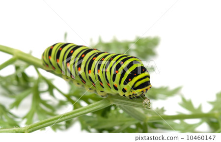 Caterpillar. 10460147