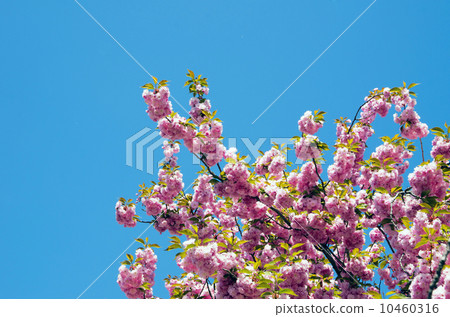 cherry flowers cherry flowers 10460316