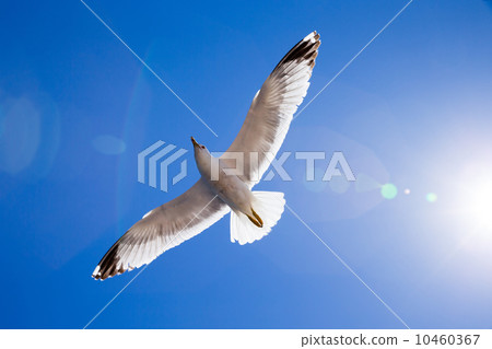 Flock in sky Flock in sky 10460367
