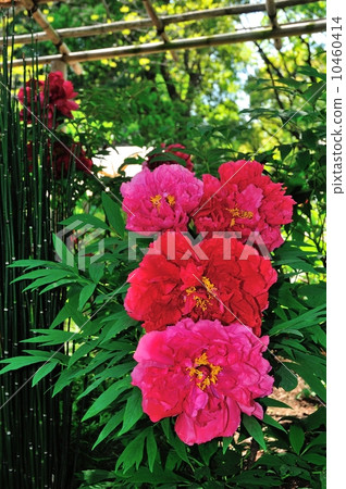 上野東照春春牡丹 10460414